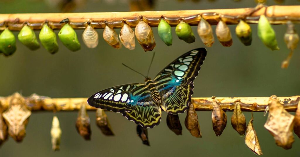 A brightly coloured butterfly, resting on a twig. Other chrysalis sit along the twig waiting to transform