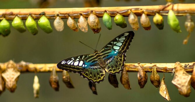 A brightly coloured butterfly, resting on a twig. Other chrysalis sit along the twig waiting to transform